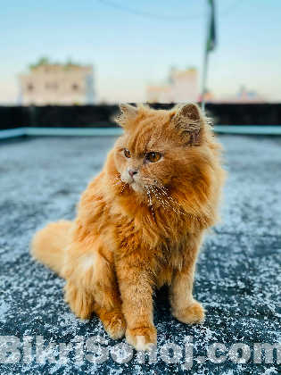 Persian cat